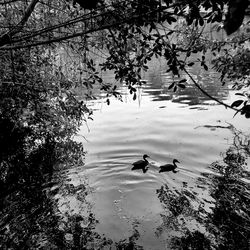 High angle view of swans swimming on lake