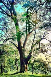 tree