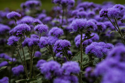 Close-up of purple flowering plants