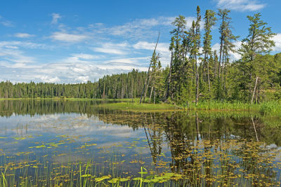 Sunny reflections on a wilderness lake on two mile lake in duck mountain provincial park in manitoba