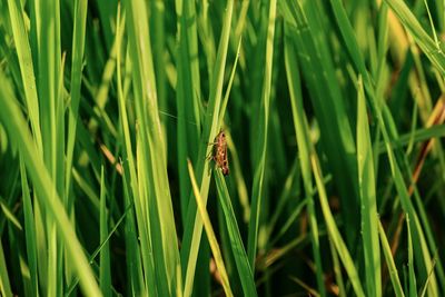 Close-up shot of a grasshopper and rice plantations in the rice field.