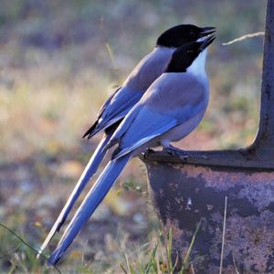 Close-up of bird perching on a field