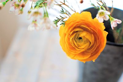 Close-up of yellow rose