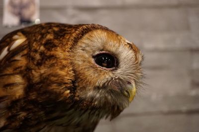 Close-up of owl