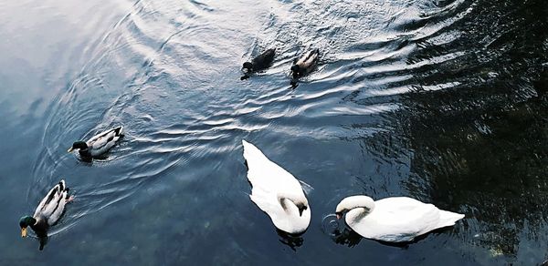 High angle view of swans swimming in lake