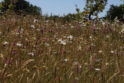 Close-up of purple flowering plants on field