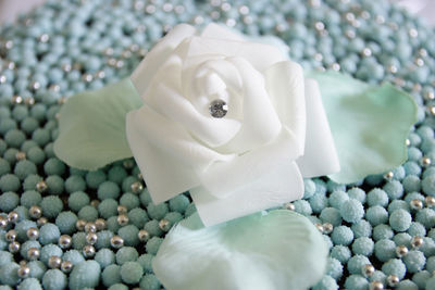 Close-up of white flower with pebbles