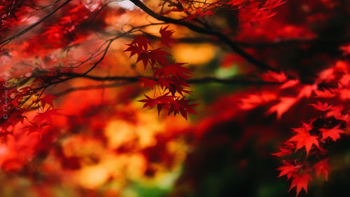 Close-up of maple tree during autumn