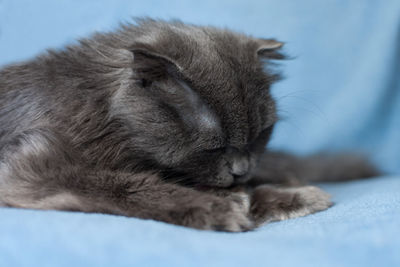 Close-up of cat sleeping