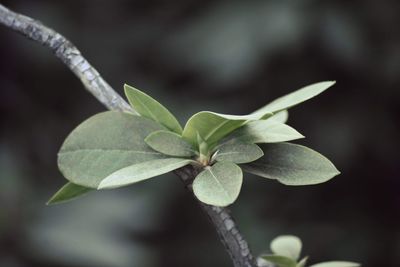 Close-up of plant