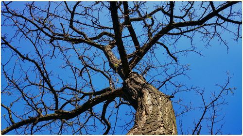 Low angle view of bare trees against clear blue sky