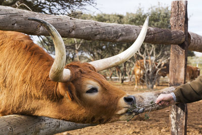 Ox bull in spanish cattle farm