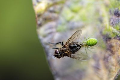 Close-up of housefly