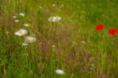 Close-up of white daisy flowers on field