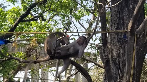 Low angle view of monkey on tree