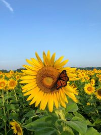 Sunflower  and butterfly