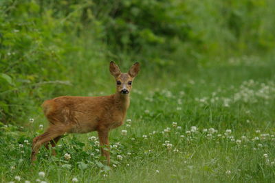 Portrait of roe deer standing amidst plants