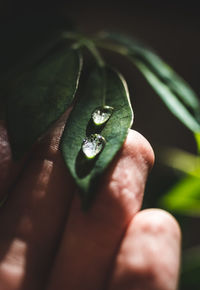 Close-up of hand holding leaf