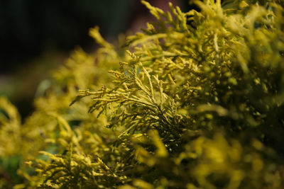 Close-up of fresh green plants