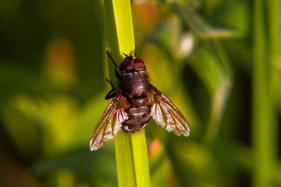 Close-up of insect on plant