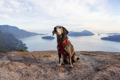 Dog standing on rock against sky