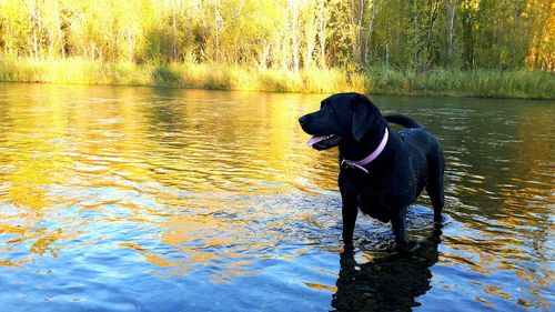 Dog on wet lake by trees