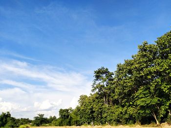 Low angle view of trees against sky