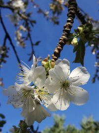 Close-up of white cherry blossoms against sky