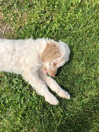 High angle view of dog on field