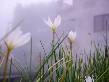 Close-up of crocus blooming outdoors