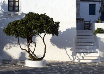 Tree by building against sky