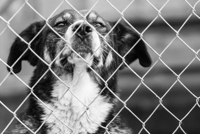 Close-up of dog looking through chainlink fence