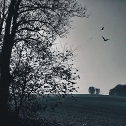 Bird flying over bare trees