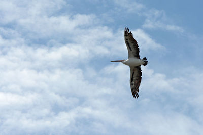 Low angle view of seagull flying against sky