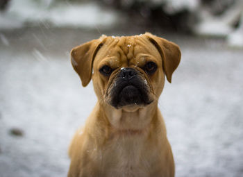 Close-up portrait of puggle during relaxing on field during snowfall