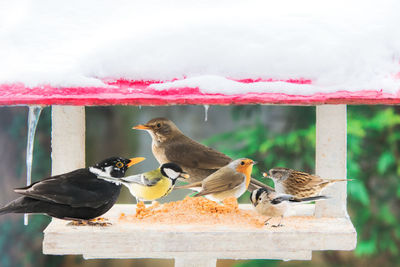 Side view of bird perching on feeder