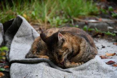 Close-up of a cat resting