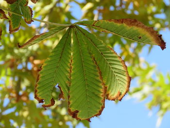 Close-up of leaves on tree