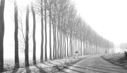 Road amidst bare trees