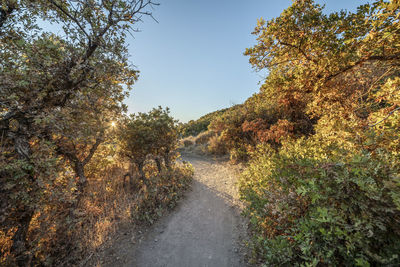 Road amidst trees against sky during autumn