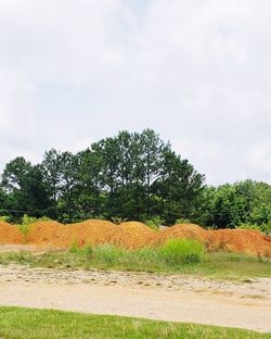 Scenic view of trees on field against sky