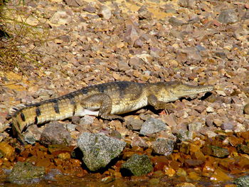 High angle view of lizard on rock