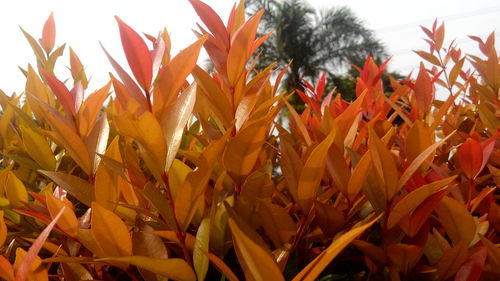 Low angle view of leaves on tree