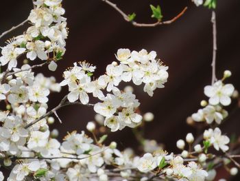 Close-up of white flowers