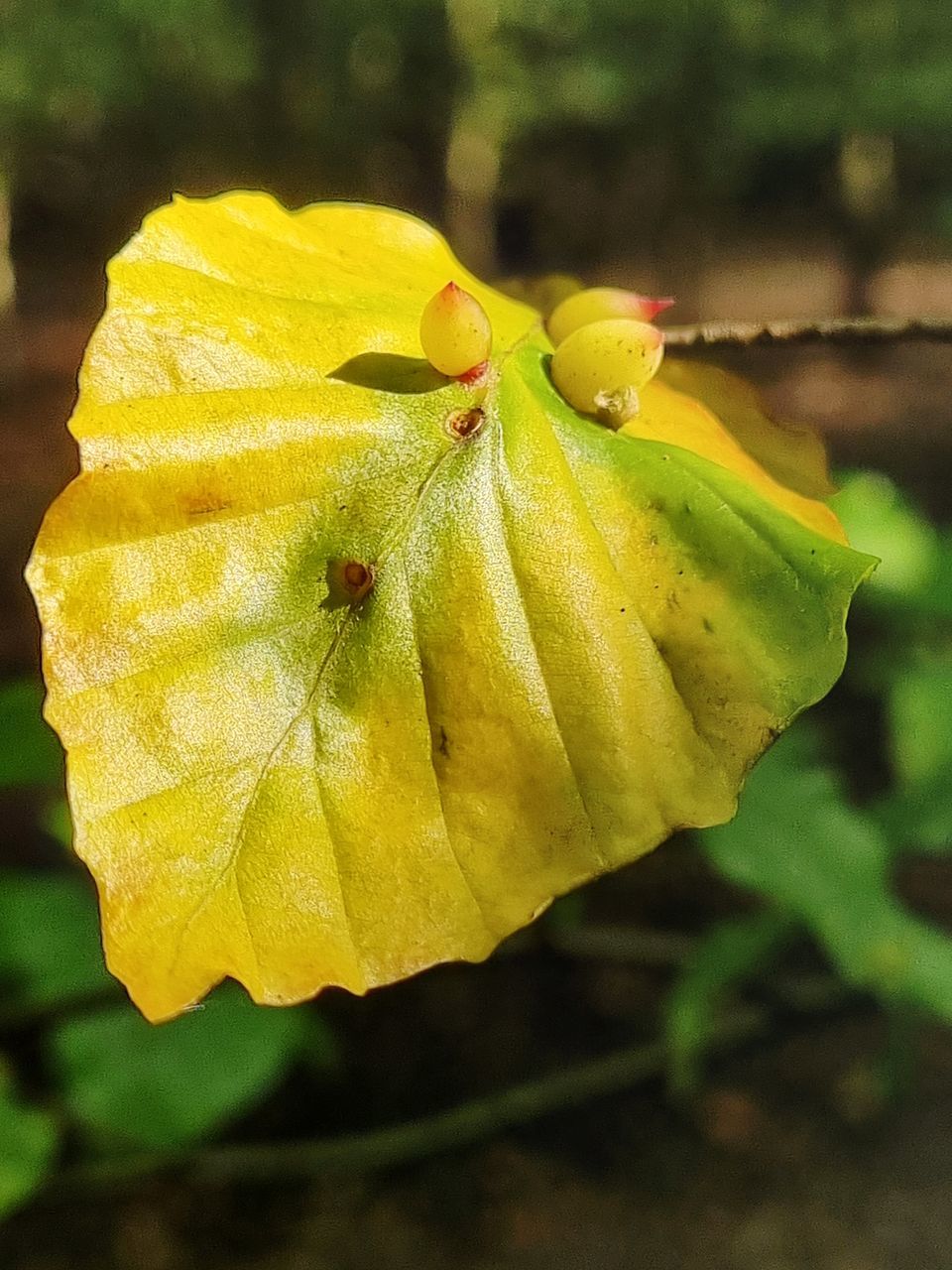 CLOSE-UP OF YELLOW LEAF