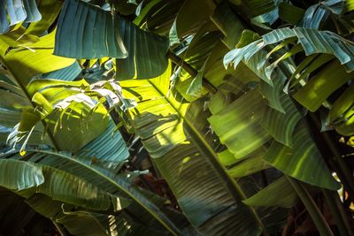 Full frame shot of banana leaf