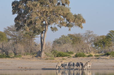 Elephants in lake