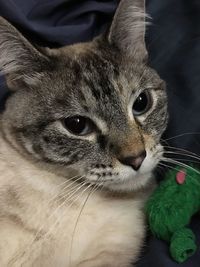 Close-up portrait of a cat