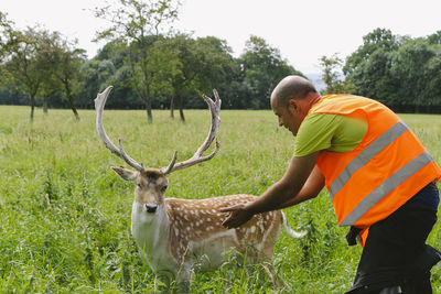 View of deer on field