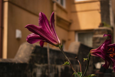 Close-up of pink flowering plant against building